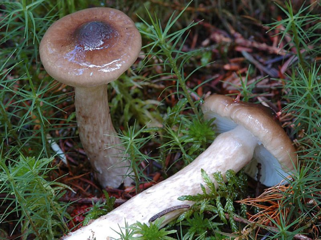Мицелий Гигрофора оливково-белого / Мокрица оливково-белая (Hygrophorus olivaceoalbus)
